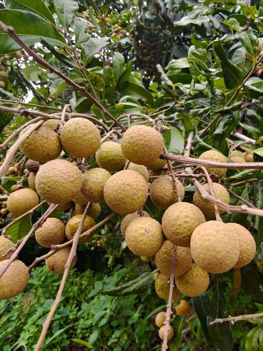 攀枝花老树鲜龙眼，石硖桂圆，剥开一颗石硖桂圆，晶莹剔透的果肉超诱人，咬一口直接爆汁，脆甜脆甜的💥  老树种的龙眼，品质老好了，为了保鲜，带枝发货！2斤/盒（带枝） 商品图3