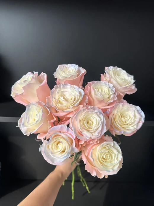 厄瓜多尔进口染色玫瑰AURORA BOREAL粉色欧诺拉北极光10支 商品图2