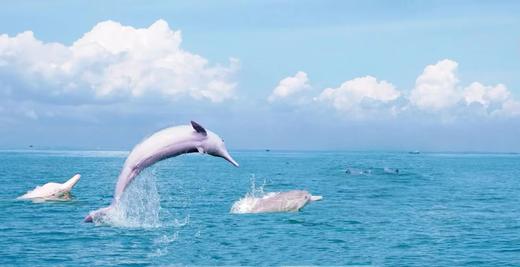 限时早鸟优惠减1000！【寒假·秘境崇左A线·5天4晚】秘境寻踪·解锁达尔文密码！横跨中越边境线，追寻中华白海豚，探秘比恐龙还古老的海洋活化石，野外科研濒危石山精灵… 商品图2