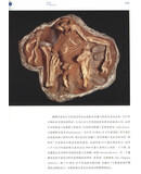 《自然的历史：精装典藏本》+《美国自然博物馆终极指南》 商品图9