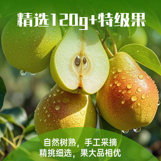 【特惠价】果真田园库尔勒香梨 4.5斤【分仓直发，72小时发货，周末节假日不发货】 商品图3