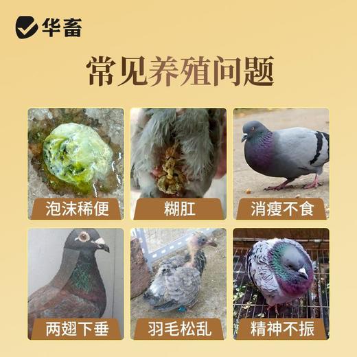 华畜沙君净鹦鹉赛鸽鸽子沙门氏菌大肠杆菌副伤寒绿便歪脖调肠道用 商品图3