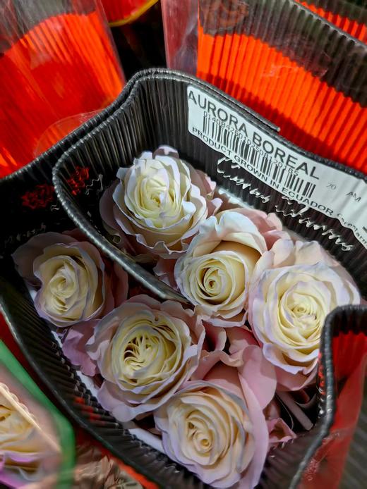 厄瓜多尔进口染色玫瑰AURORA BOREAL粉色欧诺拉北极光10支 商品图5