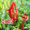土坛糟辣椒 商品缩略图5