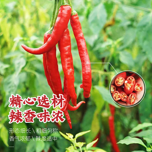 土坛糟辣椒 商品图5