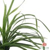 春兰叶  一扎 商品缩略图0