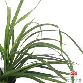 春兰叶  一扎