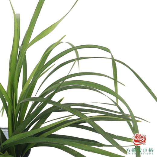 春兰叶  一扎 商品图0