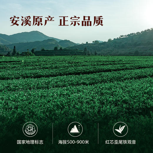八马茶业 | 乌龙茶赛珍珠1000浓香铁观音75g 商品图3