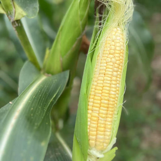 湖南邵阳 生态种植蔬菜 蔬菜包【 红菜苔，白菜苔，西蓝花、白花菜，胡萝卜等】 商品图1