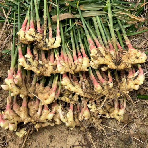 湖南邵阳 生态种植蔬菜 蔬菜包【 红菜苔，白菜苔，西蓝花、白花菜，胡萝卜等】 商品图7