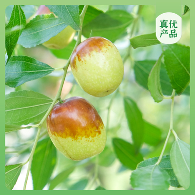 山西翠田鲜枣（伏脆枣+早脆枣）