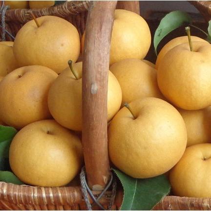 有机香水梨 | 酥香爽口 | 合作生产 | 基地直发包邮*Organic Pear 商品图2