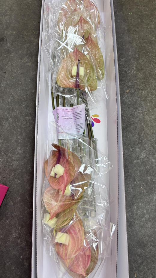 【绿光彩掌】坎泰洛  单枝（季节不同，颜色有差异） 商品图7