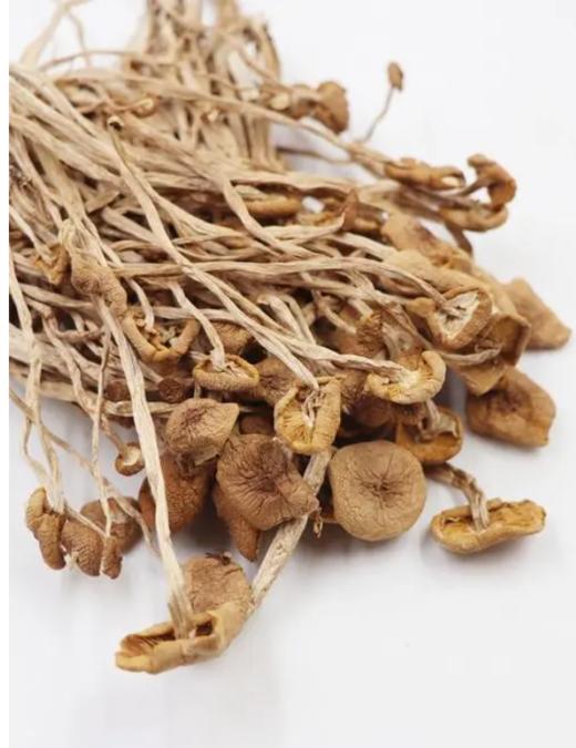 神农架【汇野】茶树菇 300g/袋 商品图2