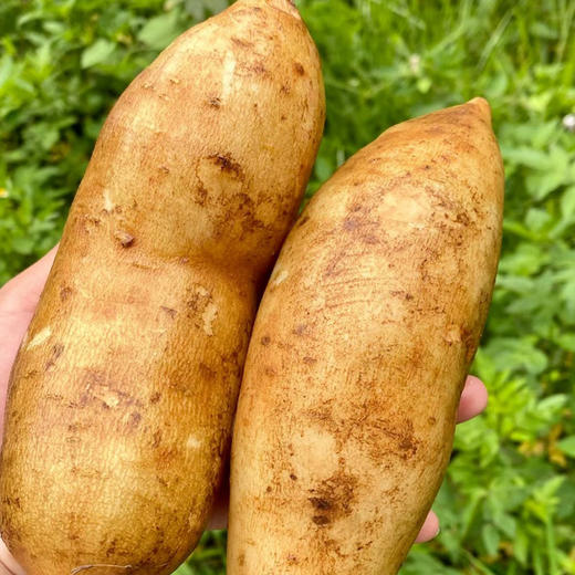 云南雪莲果【5斤29元】丨果肉金黄饱满，脆甜多汁 商品图1