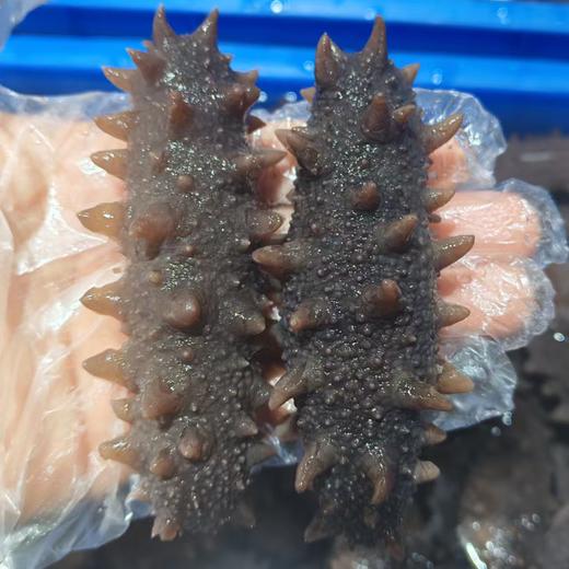 胶东刺参 即食海参  500g/袋（10-12头）买二送二  共4斤 商品图3