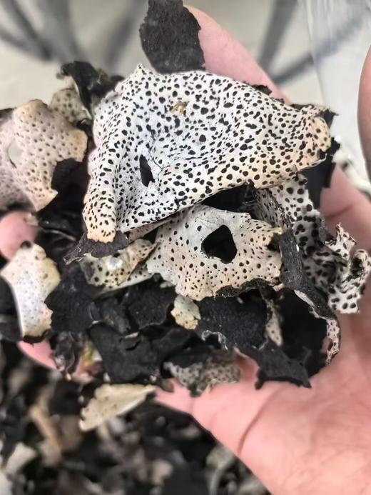 野生石耳 高山采摘 天然无污染 商品图2