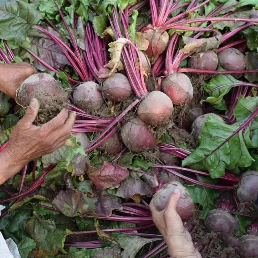 良道有机红甜菜甜菜根  有机种植现挖现发新鲜蔬菜【顺丰快递】