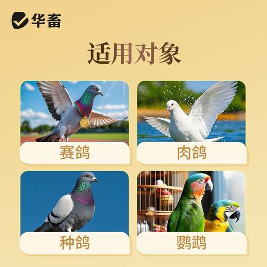 华畜沙君净鹦鹉赛鸽鸽子沙门氏菌大肠杆菌副伤寒绿便歪脖调肠道用 商品图4