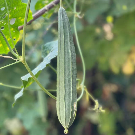 湖南邵阳 生态种植蔬菜 蔬菜包【 红菜苔，白菜苔，西蓝花、白花菜，胡萝卜等】 商品图3