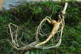 如何最大程度把一根鲜参的补力吃到位？