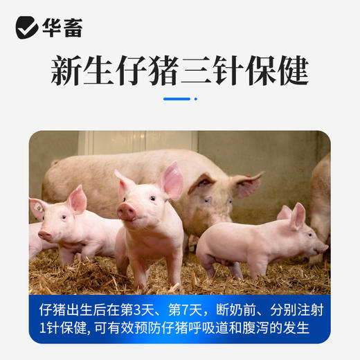 华畜盐酸头孢噻呋注射液100ml  混合感染产后消炎三针保健 商品图3