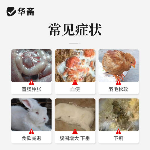 华畜地克珠利溶液 驱虫药便血药 禽鸡兔子球虫药 商品图2