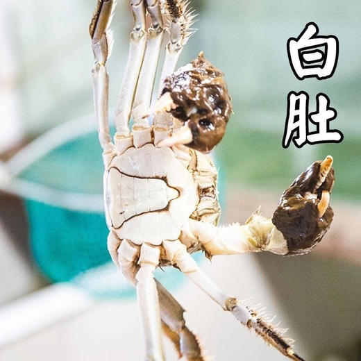 【溯源直发】阳澄湖大闸蟹·蟹卡尊享预售】 正宗核心产区 | 官方防伪蟹扣 | 金秋蟹礼限量1000份❗ 商品图7
