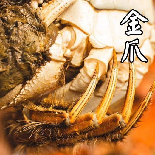 【溯源直发】阳澄湖大闸蟹·蟹卡尊享预售】 正宗核心产区 | 官方防伪蟹扣 | 金秋蟹礼限量1000份❗ 商品图3