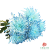 VDB吸色小菊-黛蓝 5枝一扎 商品缩略图4