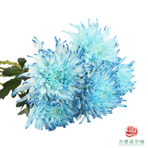 VDB吸色小菊-黛蓝 5枝一扎 商品图4