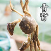 【溯源直发】阳澄湖大闸蟹·蟹卡尊享预售】 正宗核心产区 | 官方防伪蟹扣 | 金秋蟹礼限量1000份❗ 商品缩略图4
