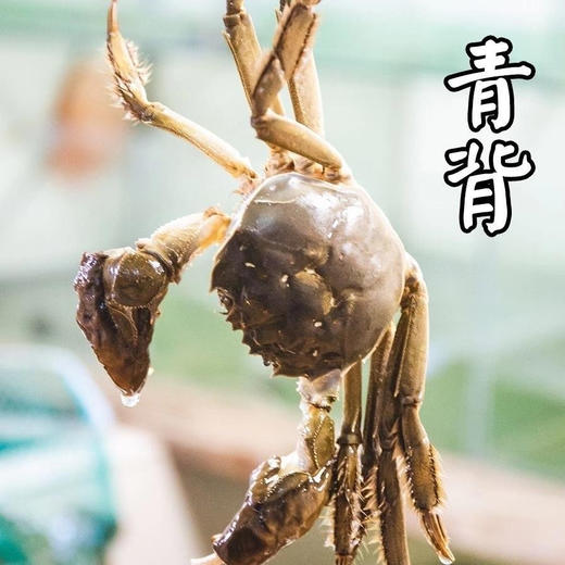 【溯源直发】阳澄湖大闸蟹·蟹卡尊享预售】 正宗核心产区 | 官方防伪蟹扣 | 金秋蟹礼限量1000份❗ 商品图4