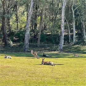 橡树河谷高尔夫度假村（灰袋鼠球场）Riverside Oaks Golf Resort（Gangurru course） | 悉尼高尔夫球场  | 澳大利亚高尔夫球场俱乐部