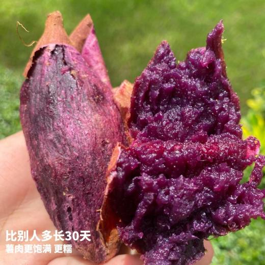 [最农公社]双12|精品紫薯5A糯紫莎源自日本工厂糖化流蜜糖心紫薯日系紫薯不苦涩不干巴 商品图8