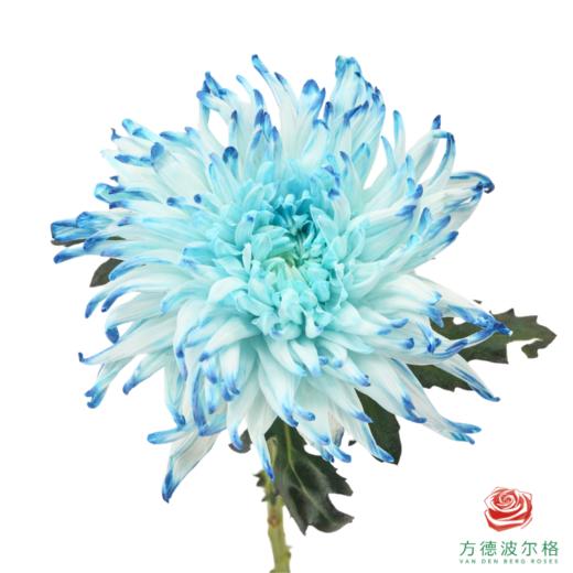 VDB吸色小菊-黛蓝 5枝一扎 商品图1