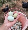 周日取货：【绿壳散养乌鸡蛋】一板30枚（净重约2斤左右）营养丰富，蛋香四溢，口感细腻。 商品缩略图3