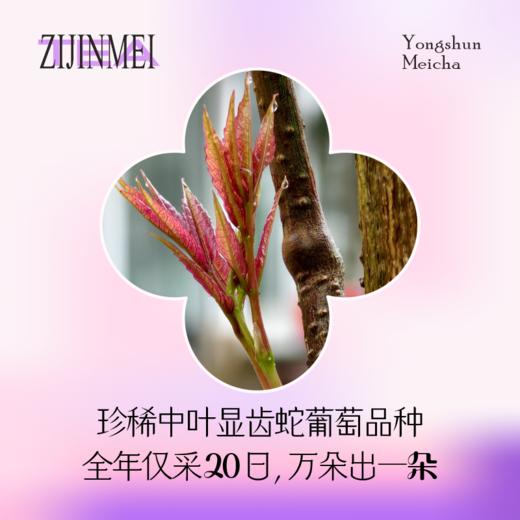 每盒赠2包试饮【含花青素+黄铜】 湘西永顺紫金莓茶 地标产物丨酒水茶饮 商品图2