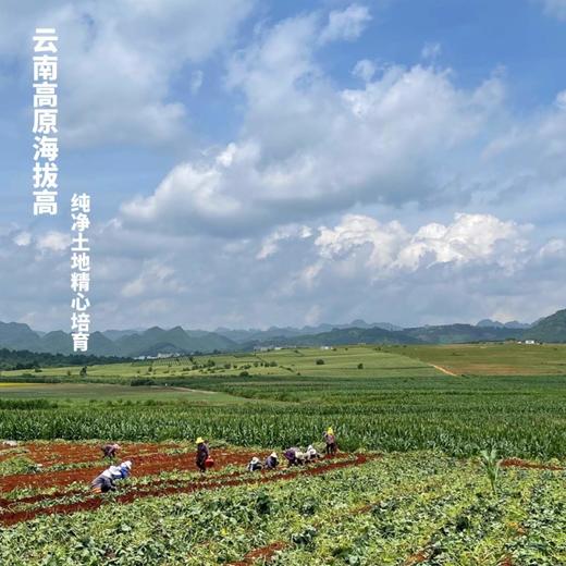 [最农公社]双12|精品紫薯5A糯紫莎源自日本工厂糖化流蜜糖心紫薯日系紫薯不苦涩不干巴 商品图13