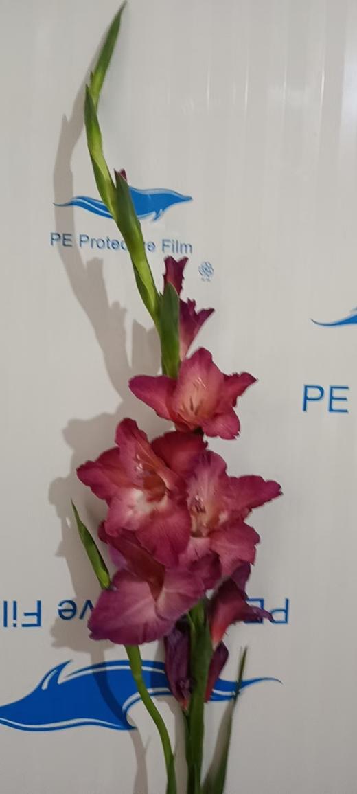 剑兰 | 复古巧克力 商品图0