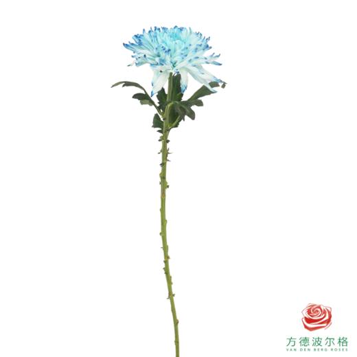 VDB吸色小菊-黛蓝 5枝一扎 商品图5