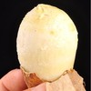 山东奶香小芋头 | 顺丰直发！ 香糯松软 细腻绵滑 个头均匀饱满 富含膳食纤维 唇齿留香 商品缩略图2