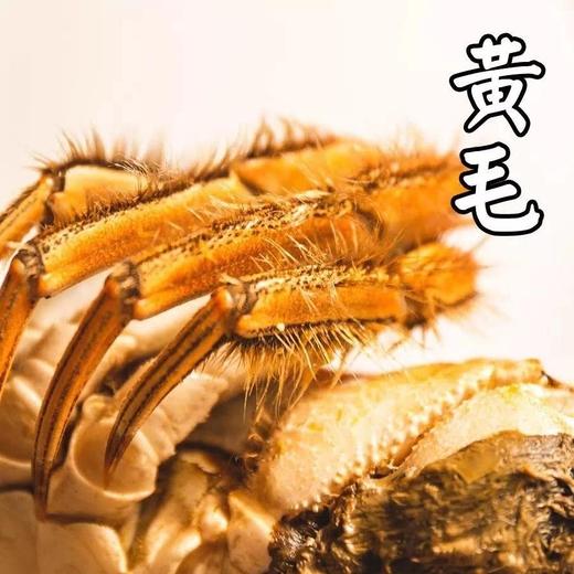 【溯源直发】阳澄湖大闸蟹·蟹卡尊享预售】 正宗核心产区 | 官方防伪蟹扣 | 金秋蟹礼限量1000份❗ 商品图6
