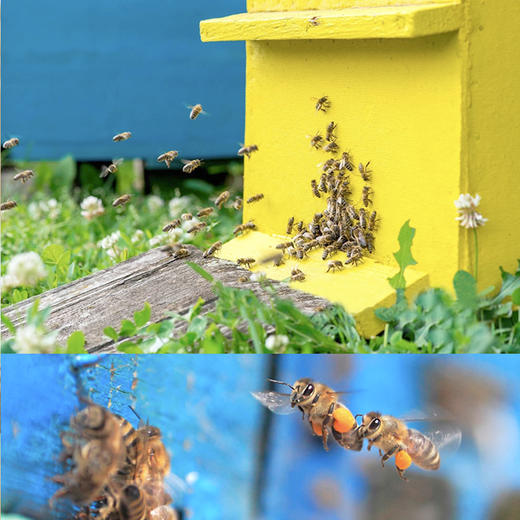 云南丽江高原蜂蜜 源于泸沽湖旁的紫苕花蜜 带着天然的野花芬芳 商品图2