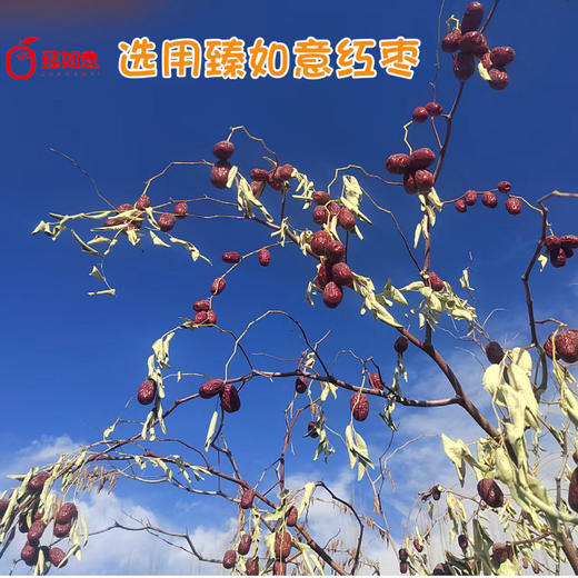 生态赵县烤梨 | 合作生产 | 基地直发包邮 商品图2