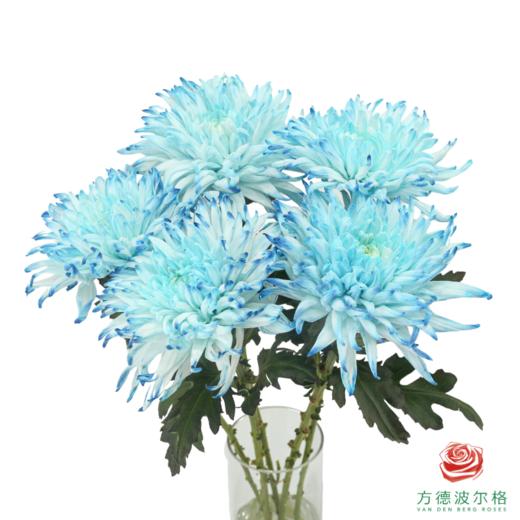 VDB吸色小菊-黛蓝 5枝一扎 商品图0