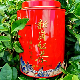 新岗红茶｜茶叶 春日鲜爽舌尖绕，一盏回甘慰尘劳。耐泡好茶，伴你慢时光