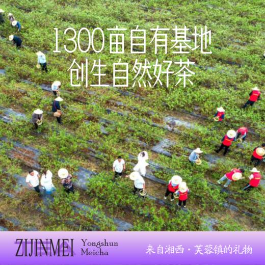 每盒赠2包试饮【含花青素+黄铜】 湘西永顺紫金莓茶 地标产物丨酒水茶饮 商品图1