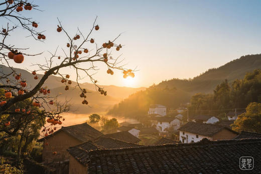 11月16日福建·屏南柿子秋摄5/7天摄影团：龙潭村·四坪村·乾头村· 厦地村·寿山乡·前乾村 商品图1